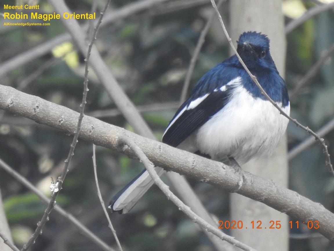 Magpie Robin (36) Coming Soon